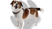 Pet Services & Supplies in Chester, Cheshire