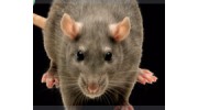 Pest Control Services in Maidstone, Kent