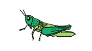 Grasshopper Babywear Wolverhampton