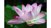 Lotus Blossom Acupuncture