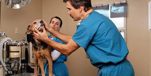 The Cape Veterinary Clinic