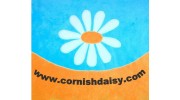 Cornish Daisy