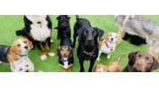Pet Services & Supplies in Liverpool, Merseyside