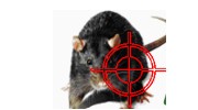 Pest Control Services in Sheffield, South Yorkshire
