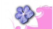 Amanda's Blue Orchid