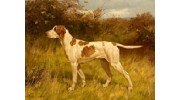Exceptional-dog-portraits.co.uk