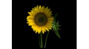 Sunflower Counselling & Psychotherapy
