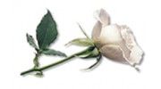 Yorkshire Rose Florist Florists