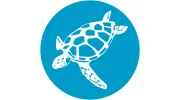 Ocean Turtle Diving