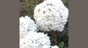 Country Landscapes