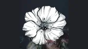 Blossom