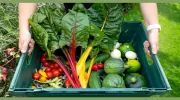 Garden Organic