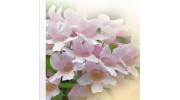 Greenhill Nursery