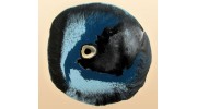 HIVE GALLERY