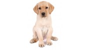 Turner & Pooch Mobile Grooming