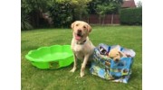 Dog Sitting Service