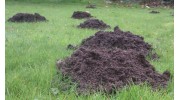 Mole Catcher Essex
