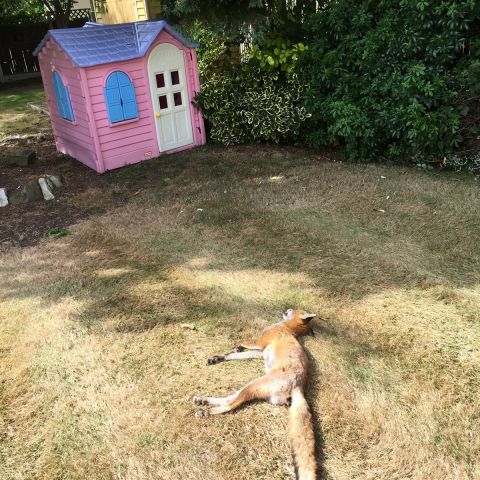 Dead Fox Removal London