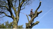 Stockport Tree Surgeon