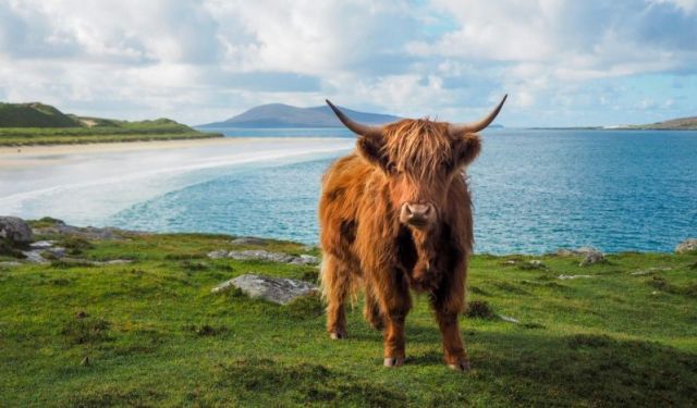 A Highland Cow or Hairy Coo