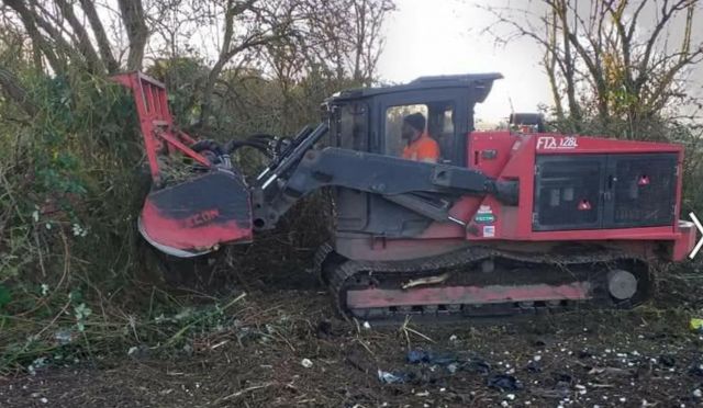 Tree removal service