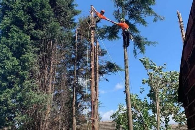 Dangerous Tree Removal