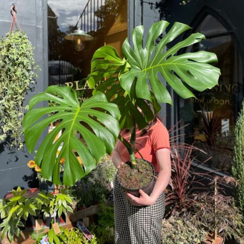 Swiss Cheese Plant