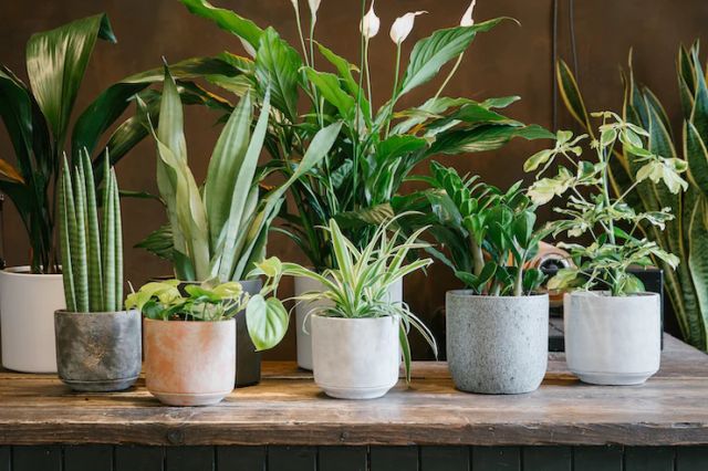 Easycare houseplants