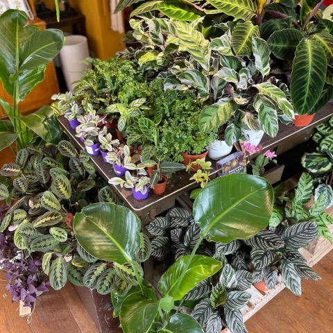 Indoor plant display Grove St shop in Edinburgh