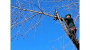 Tree Removal