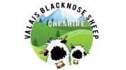 Valais Blacknose Sheep Cheshire