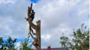 Tree Felling & Removal