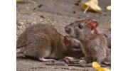 Rats Control