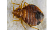 Bedbugs Control
