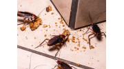 Cockroach Pest Control