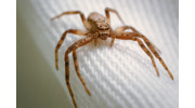 Spiders Control