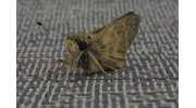 Moths Control