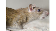 Mice Pest Control