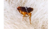 Fleas Control