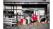 Shed Clearance and Removal
