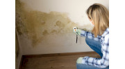 Mould and Damp Investigation