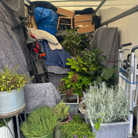 Leicester Removals - A three bed house with plants