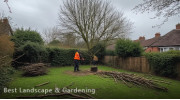Tree Surgeon