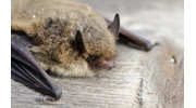 Bat Survey