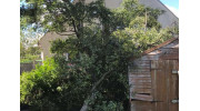 Emergency Tree Services