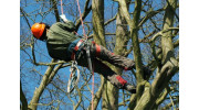 Tree Surgeons