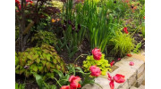 Planting