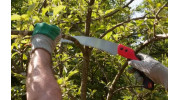 Tree Pruning
