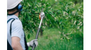 Hedge Trimming