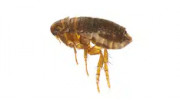 Flea Treatment